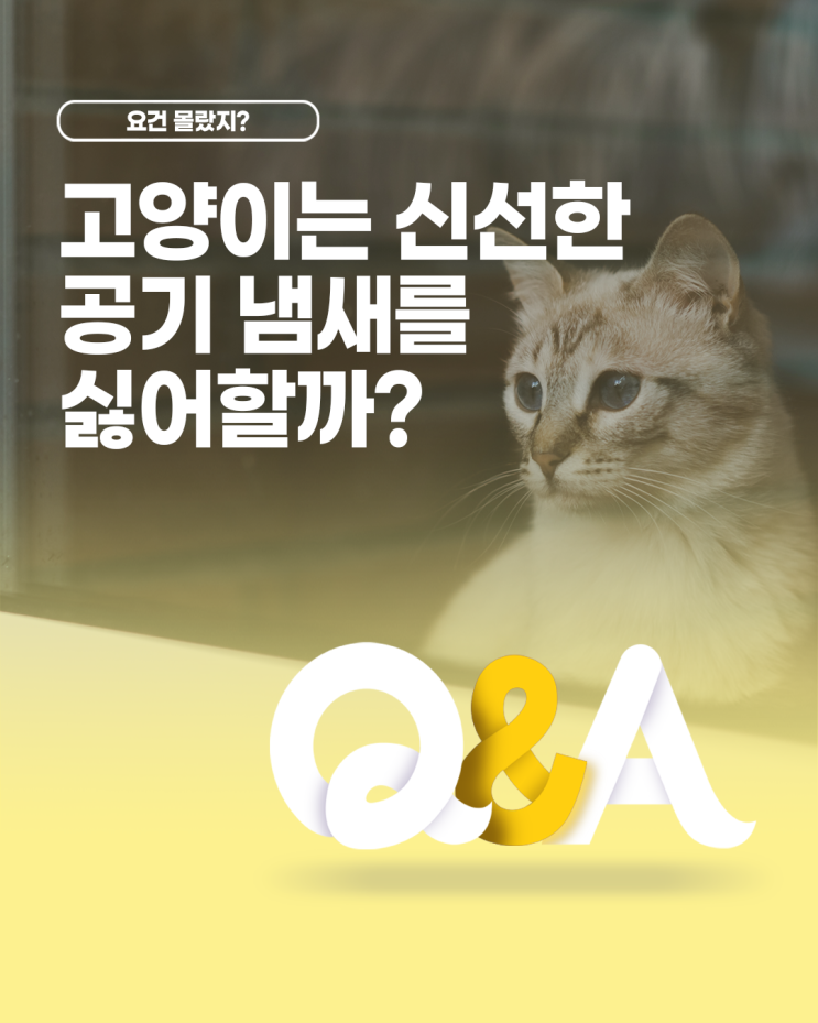  [더케어 Q&A] 고양이는 신선한 공기 냄새를 싫어할까?