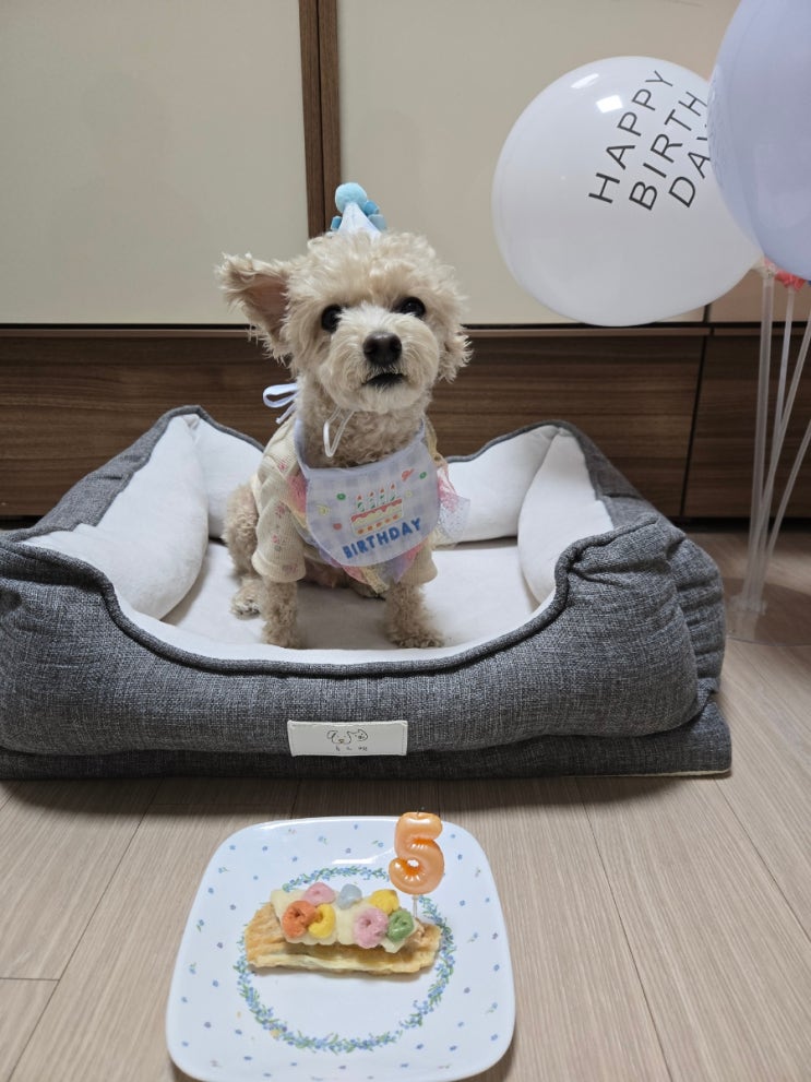 국내산 펫푸드 견우재 강아지 케이크 에클레르 급여 보관방법