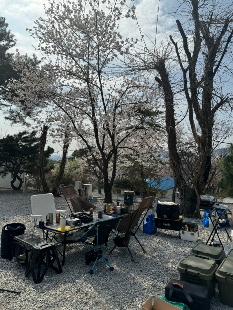 [Camping]202404 용인 벚꽃명소 캠핑장 용인 비봉산 캠핑장