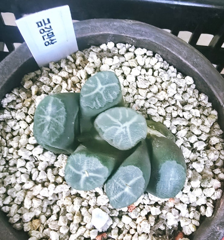  20241122 금강만상, 마커스, 화제, 우주목, 포인세티아