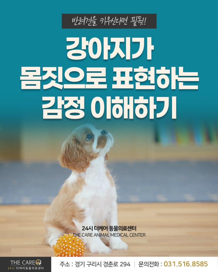  [24시더케어동물의료센터] 강아지가 몸짓으로 표현하는 감정 이해하기