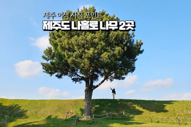  제주도 사진 명소 숨은 사진찍기좋은곳  제주 나홀로 나무