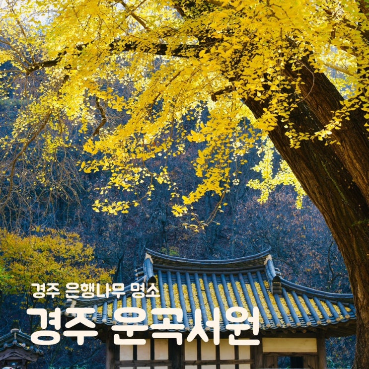  경주 가을 여행 운곡서원 실시간 은행나무 단풍 구경 주차장