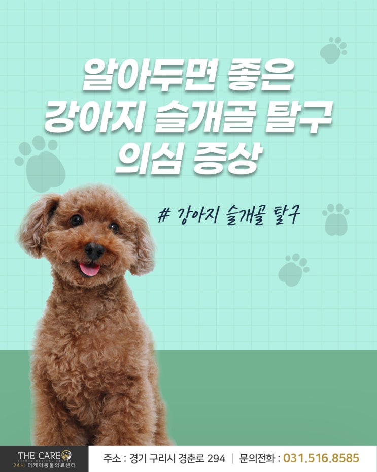  [24시더케어동물의료센터] 알아두면 좋은 강아지 슬개골 탈구 의심 증상