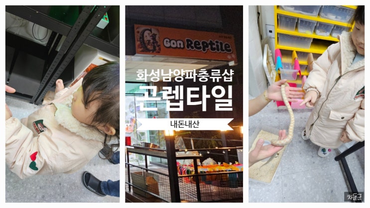  화성 남양 '곤렙타일' 파충류샵