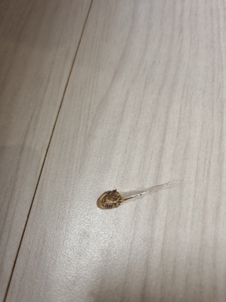  찍히고 파인 마루 보수 복원 수리