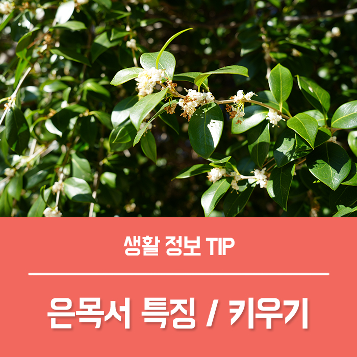  은목서 천리향 특징과 꽃말 키우는법은?