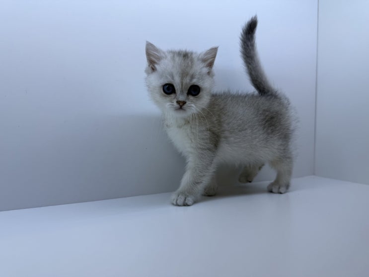 전라북도고양이무료분양 전라남도 광주광역시 <b>경상남도</b>고양이... 