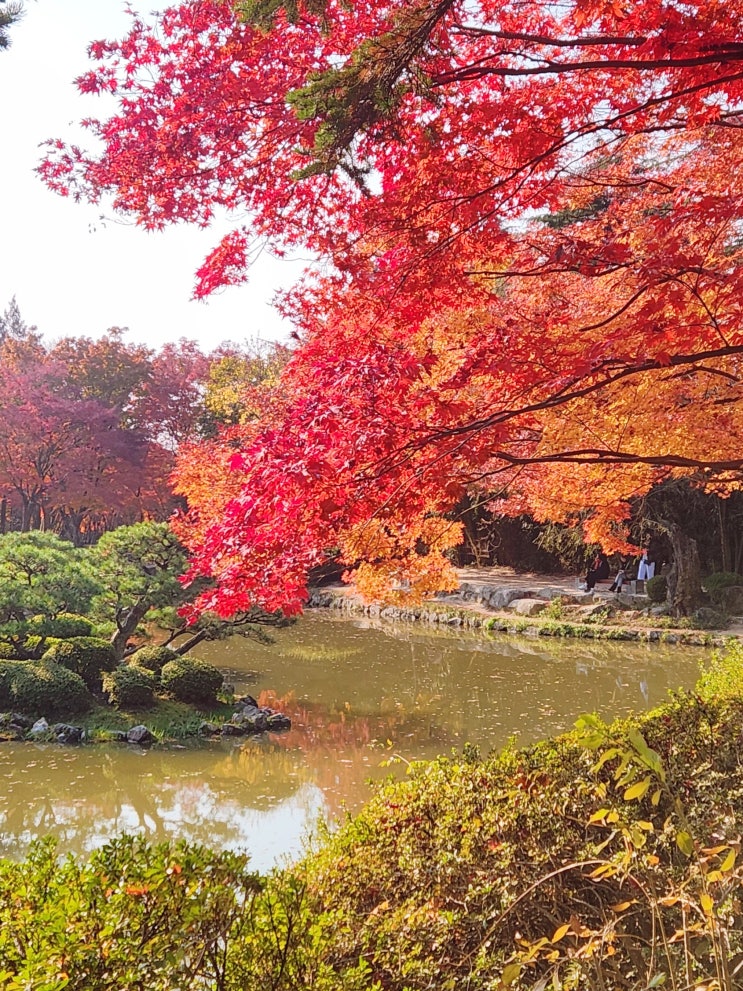  경주 불국사 단풍 여행 절 주차장 가을 경주 당일치기 여행
