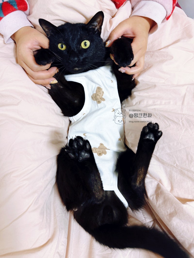 편안한 고양이 환묘복 부투펫 : 착용시기 사이즈선택 팁
