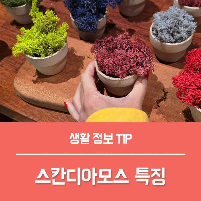  스칸디아모스 효능 TOP4, 스칸디아모스 관리 키우기 꽃말은?