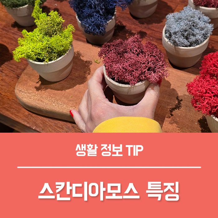 스칸디아모스 효능 TOP4, 스칸디아모스 관리 키우기 꽃말은?