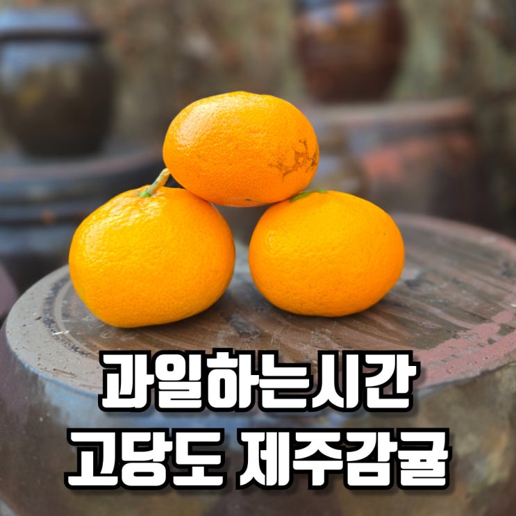  과일하는시간 고당도 제주감귤