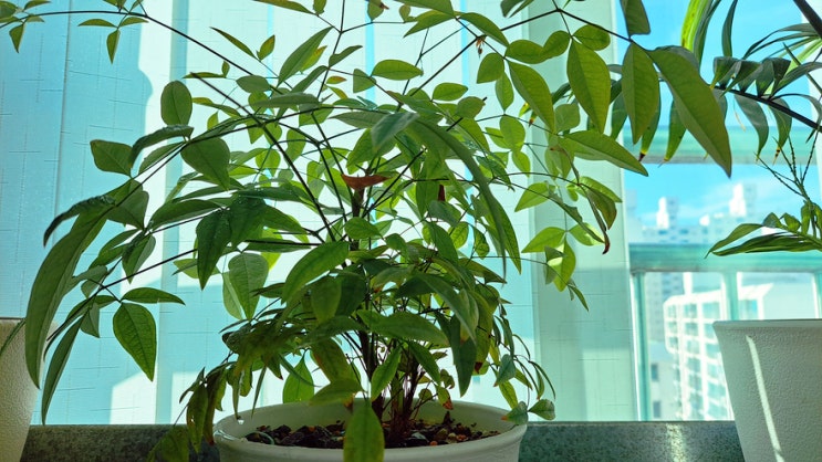 반려식물을 키우다 보니 기후변화를 더욱 알겠네요 반려식물을 키우다 보니 기후변화를 더욱 알겠네요