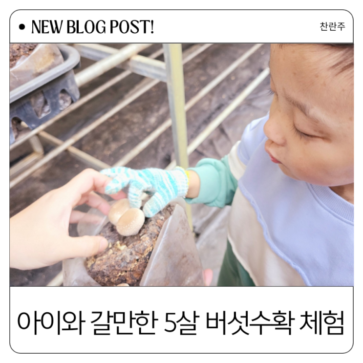  주말에 아이와 갈만한곳 버섯 수확부터 요리까지 한 번에! 용인 은하농장 체험학습장