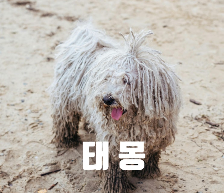  임신 태몽 꾸는 시기 태몽이 없으면 내가 정한다.