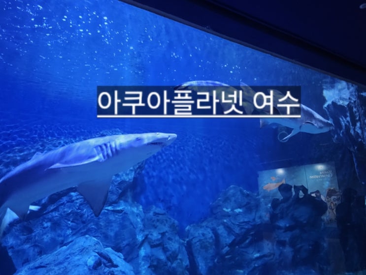  여수 아쿠아플라넷 여수 실내 가볼만한 곳 아쿠아리움 , 벨루가 , 인어공주 , 물개 공연 후기 !