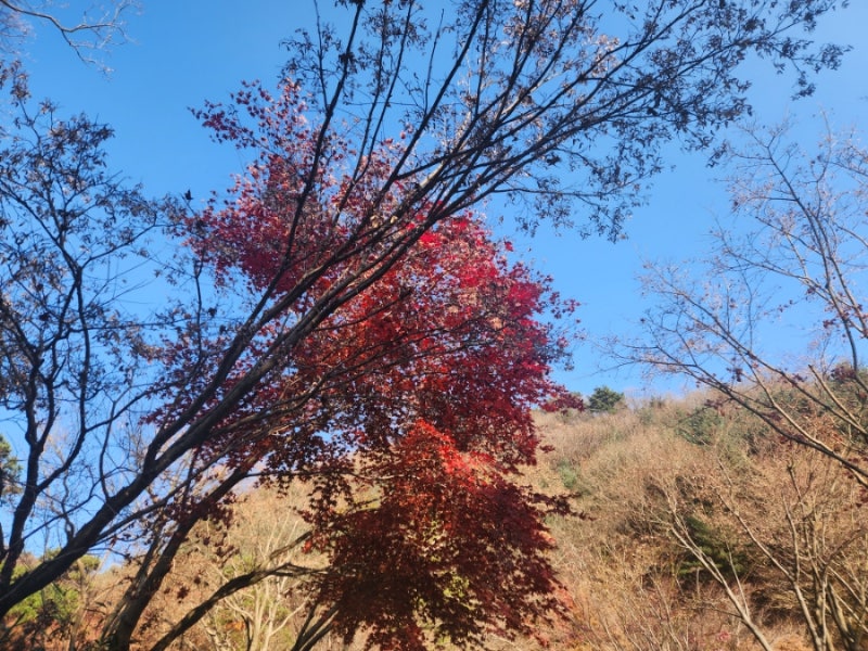 [화담숲 단풍 실시간] 화담숲 유모차? 화담숲 예약시간 늦으면?