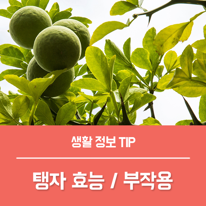 탱자 효능 TOP4, 탱자나무 특징은?
