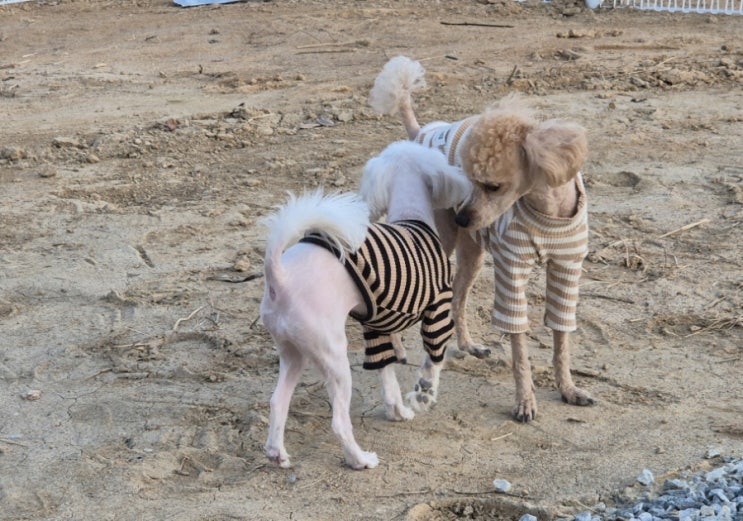  개인 강아지 운동장!