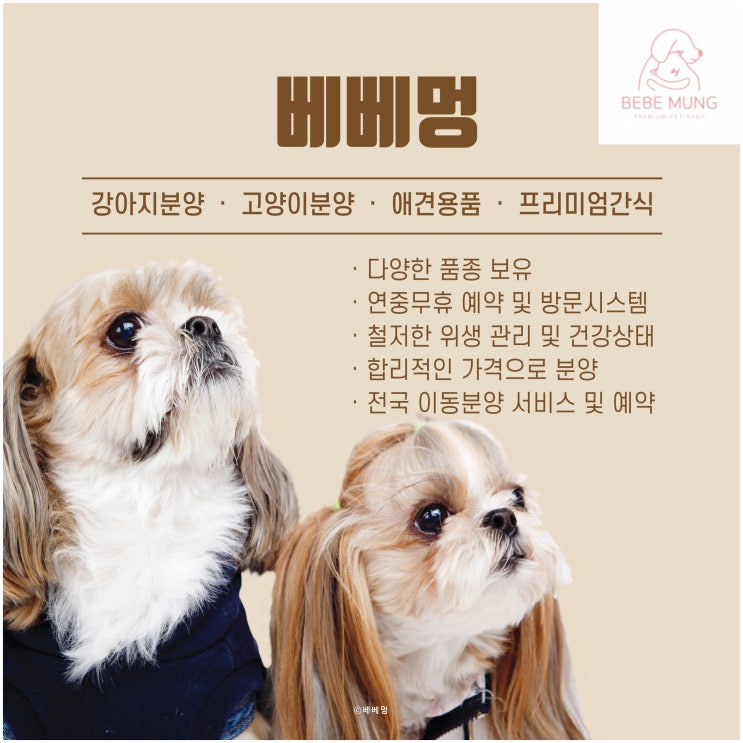  시흥 강아지 분양 고민 중이라면?베베멍에서 만나보세요