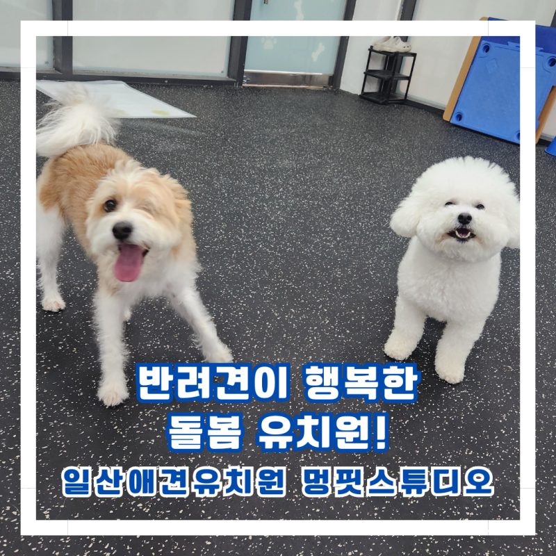 멍핏스튜디오 강아지 돌봄 유치원