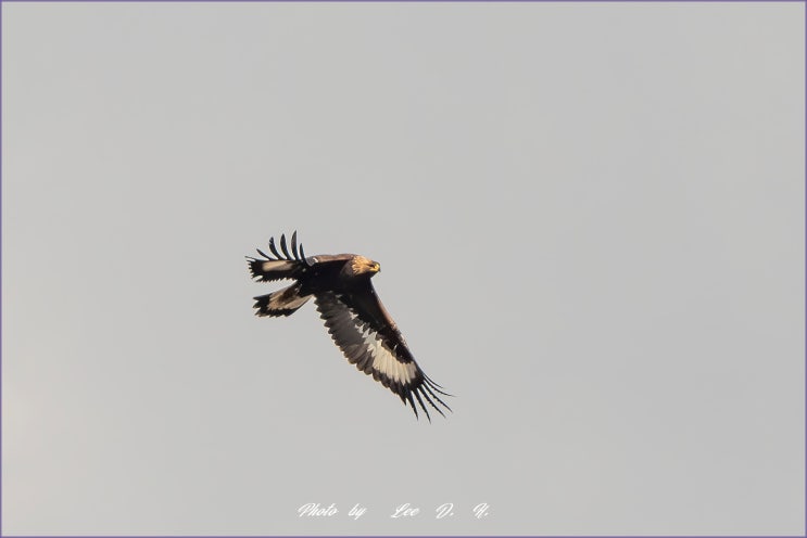 주남지에 나타난 검<b>독수리</b> (Golden  eagle)