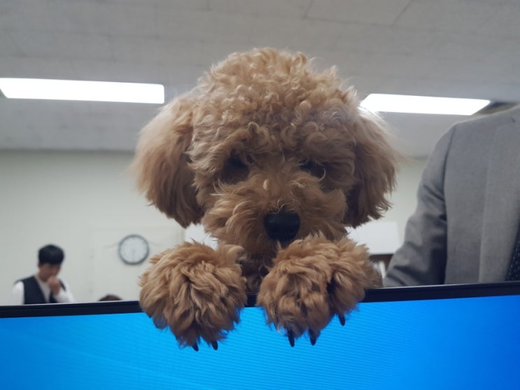  엄마 때문에 회사 출근하는 강아지 빵이!