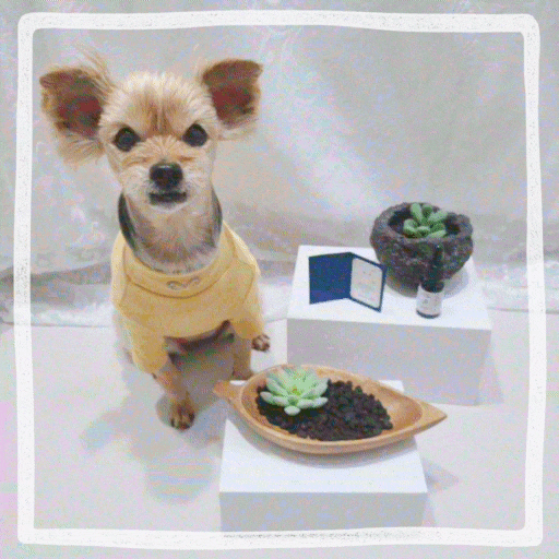  고양이 강아지 디퓨저 반려동물 냄새제거 안전한 강아지향수 스니피드
