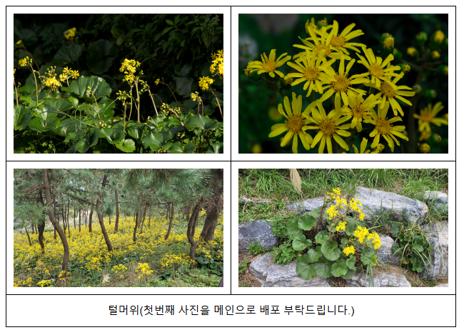 ‘우리의 정원식물’, 11월은 늦가을에 만나는 ‘털머위’ 선정 ‘우리의 정원식물’, 11월은 늦가을에 만나는 ‘털머위’ 선정
