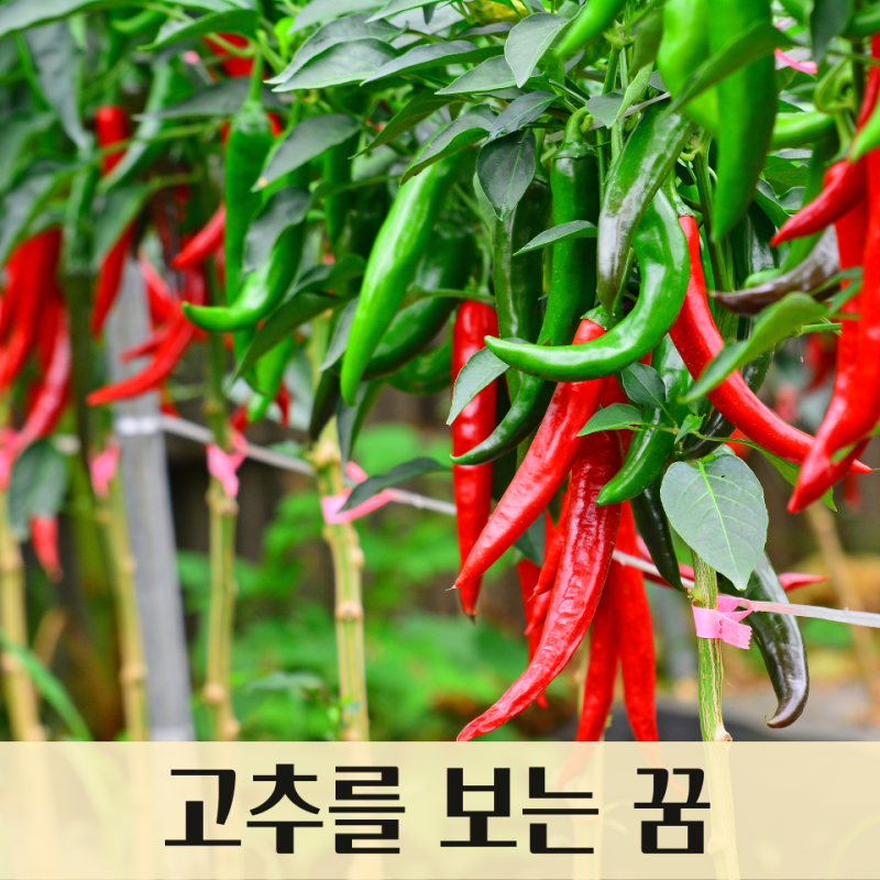 고추를 보는 꿈, 붉은 고추를 보는 꿈, 붉은 고추를 따 오는 꿈 : 고추 꿈해몽