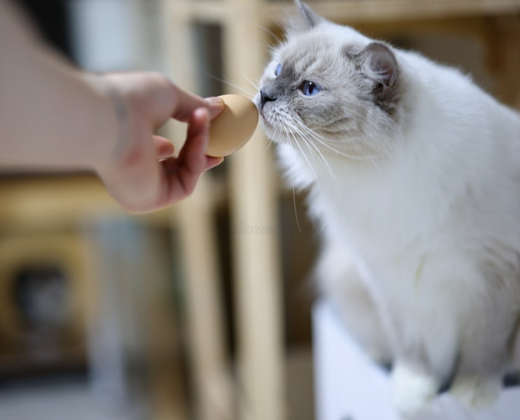  고양이 삶은계란 노른자 흰자 날계란 달걀 껍질 먹을 수 있는 음식일까?
