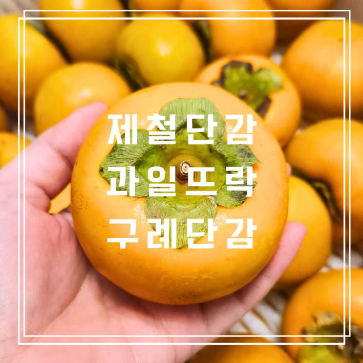  제철단감 과일뜨락 구례 단감효능