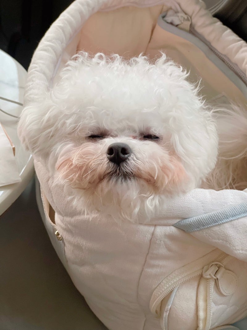 강아지 빨간눈물 영양제 쇼미플러스 로 잡았어요