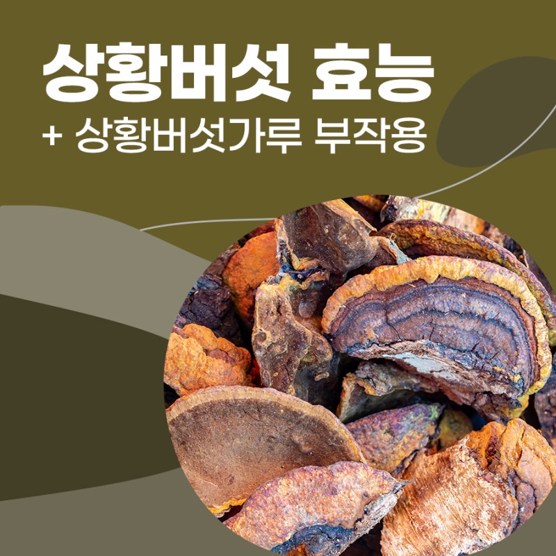 상황버섯 효능 및 부작용 + 상황버섯가루 효능 궁금해요