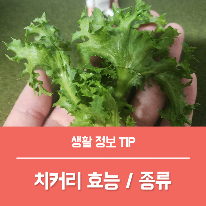  치커리효능 TOP4, 치커리 종류 부작용
