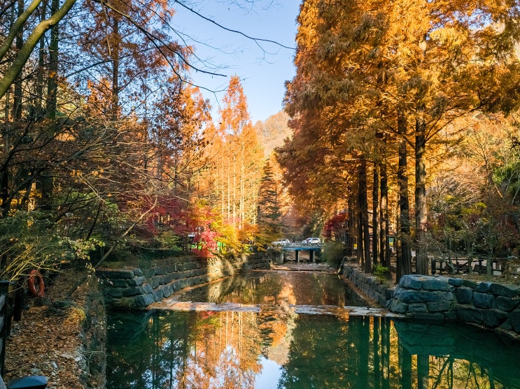 <b>가을</b>의 <b>끝자락</b>, <b>장태산</b> 자연휴양림의 단풍 (24.11.24)