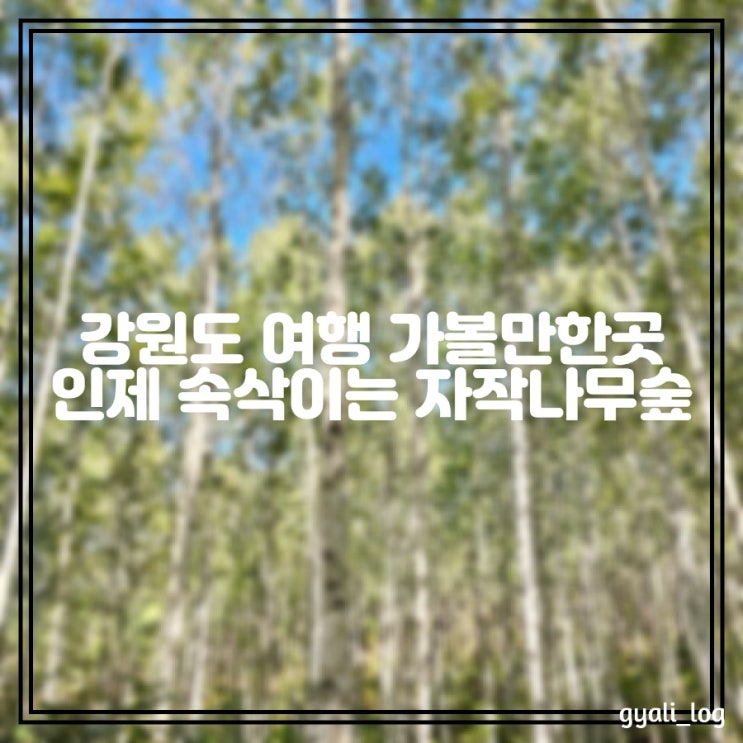 강원도 여행 인제 속삭이는 자작나무 명품숲 입산시간, 소요시간, 코스추천 강원도 여행 인제 속삭이는 자작나무 명품숲 입산시간, 소요시간, 코스추천