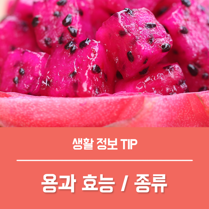  용과효능 레드용과 노란용과 흰용과 특징은?
