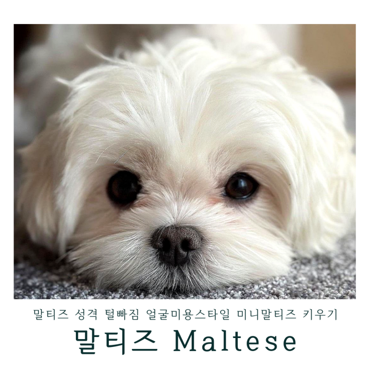 말티즈 성격 털빠짐 얼굴미용스타일 종류 미니말티즈 수명 귀여운 강아지키우기