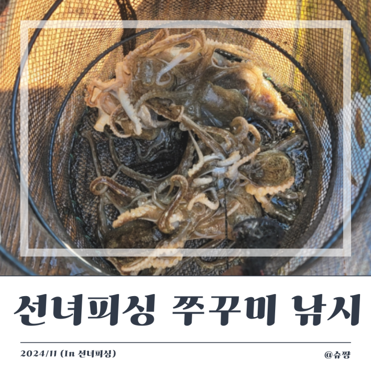  [쭈꾸미 낚시] 태안 11월 쭈꾸미 낚시 도전 '선녀 피싱' 후기