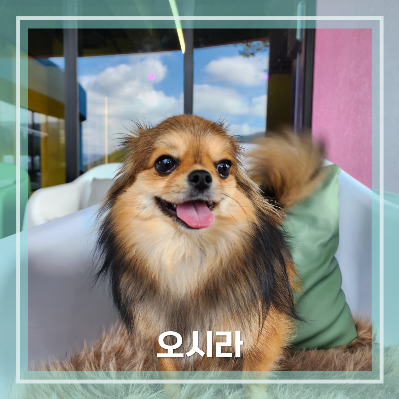 사진 6