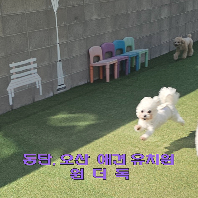 원더독 강아지유치원 호텔