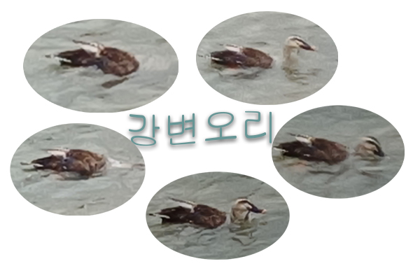  지나간 4행시 [강변오리] 24년 7월 9일