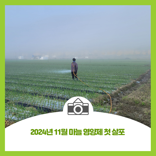  2024년 11월 마늘 영양제 첫 살포
