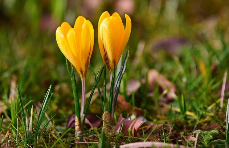  크로커스 Crocus  꽃말 세가지 ~