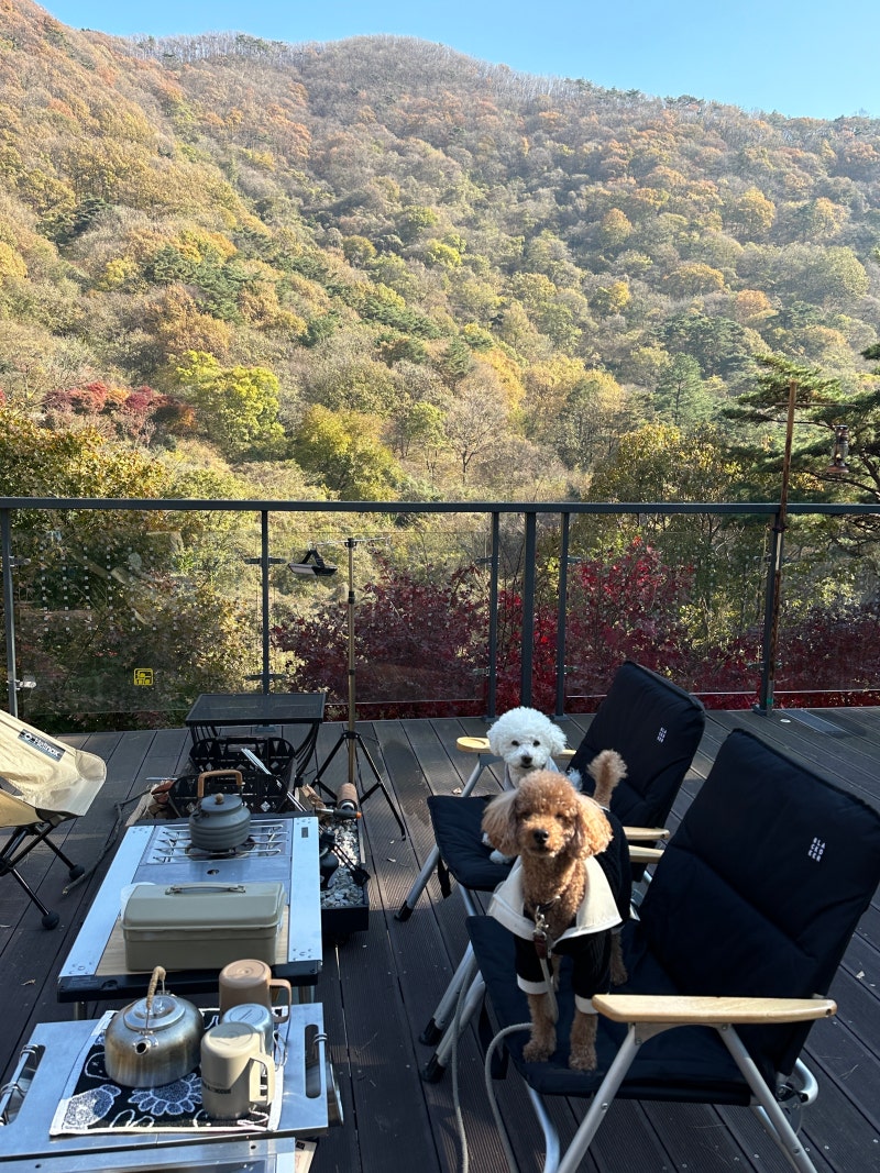 전남 애견동반 화순 수만리 캠핑장 두가족 캠핑 널짱마루 후기