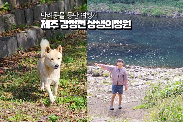  제주도 애견동반 여행지 강정천 계곡 서귀포 공원