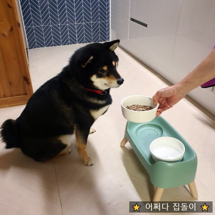  댕댕이연구소 디디랩 어흥 아이즈 강아지 눈 영양제로 애견눈관리해요~