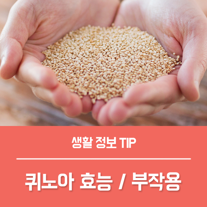  퀴노아 효능 부작용, 퀴노아 세척 밥만들기 먹는법 총정리!